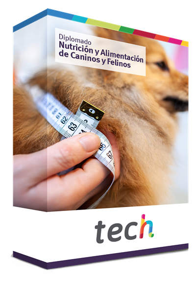 Diplomado En Nutrici N Y Alimentaci N De Caninos Y Felinos Tech Argentina