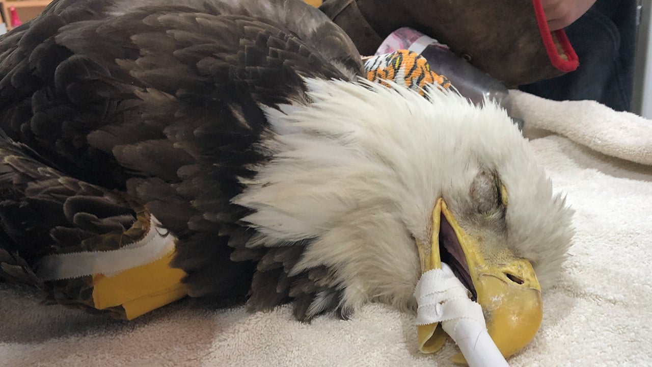 Grand Master en Medicina y Cirugía de Aves y Animales Exóticos